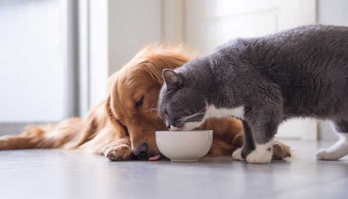 News_catanddog