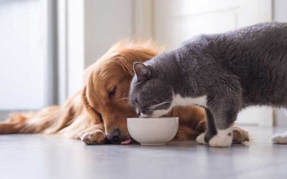 Find out how pet insurance can protect your cats and dogs