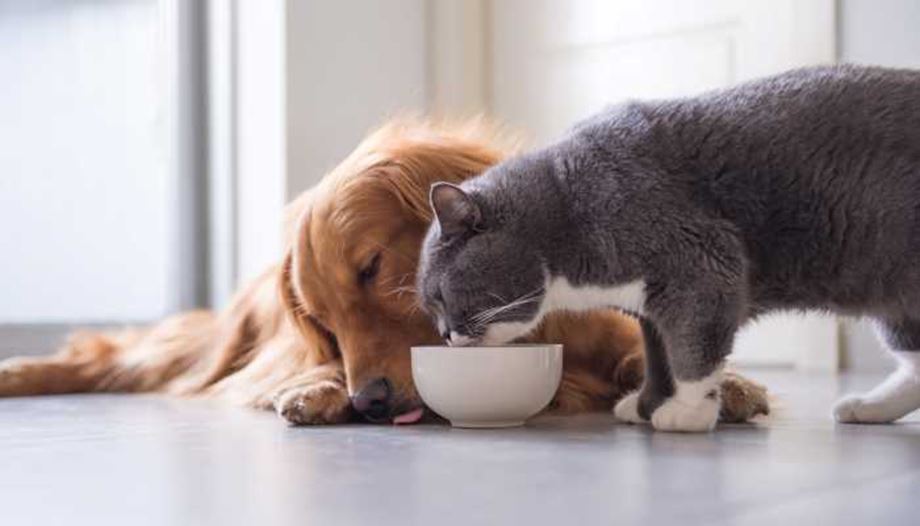 Find out how pet insurance can protect your cats and dogs