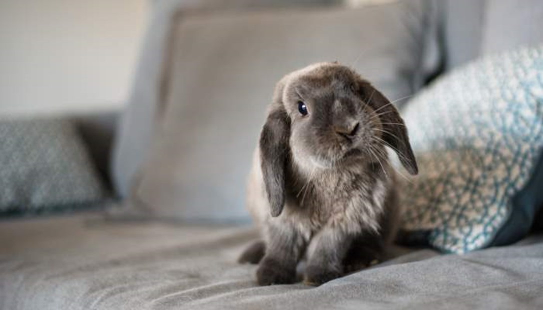 Find out how this cute rabbit can be protected with pet insurance