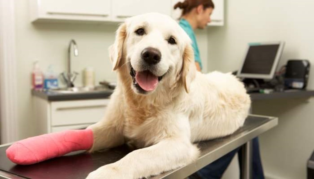 Does pet insurance cover vets fees?